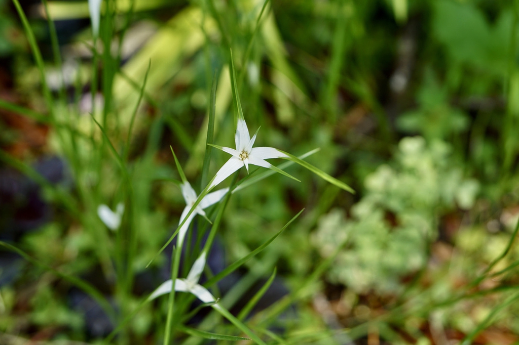 Rhynchospora latifolia