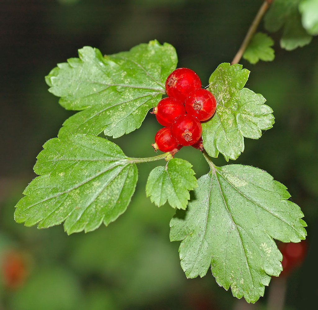 Fruit