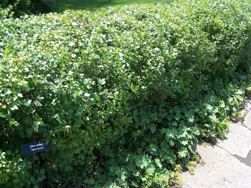 Used as a hedge
