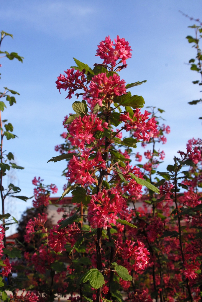 Ribes sanguineum 'Pulborough Scarlet' Flower