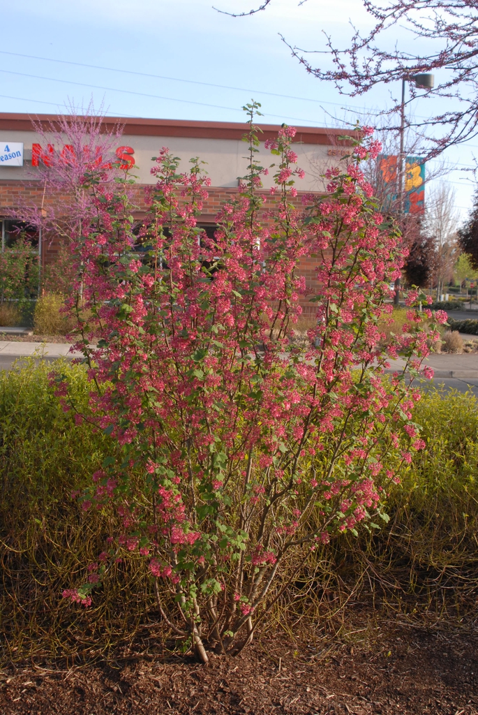 Ribes sanguineum 'Pulborough Scarlet' Form