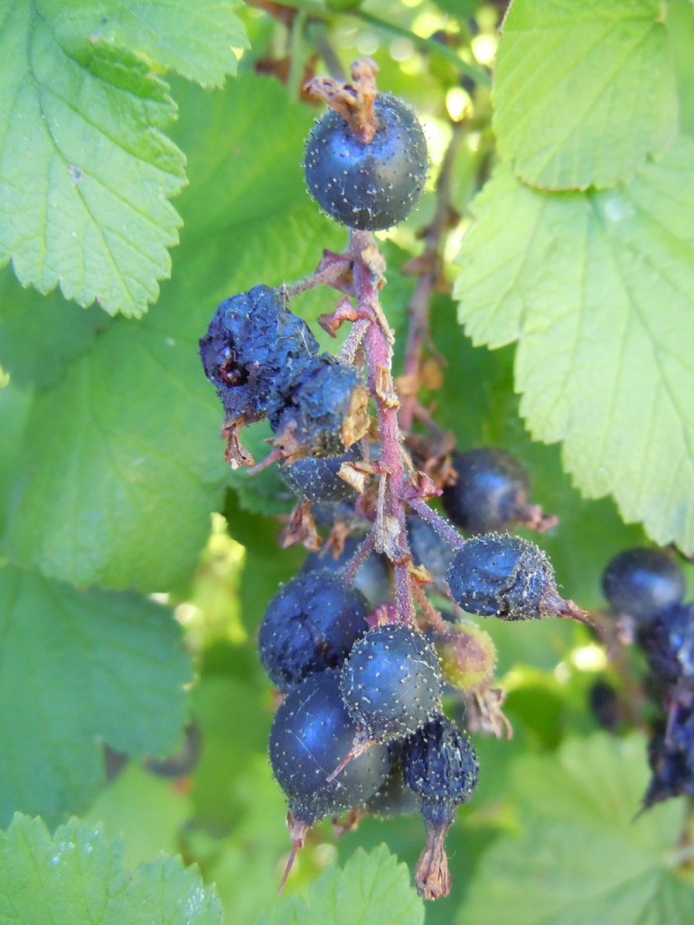 Ribes sanguineum