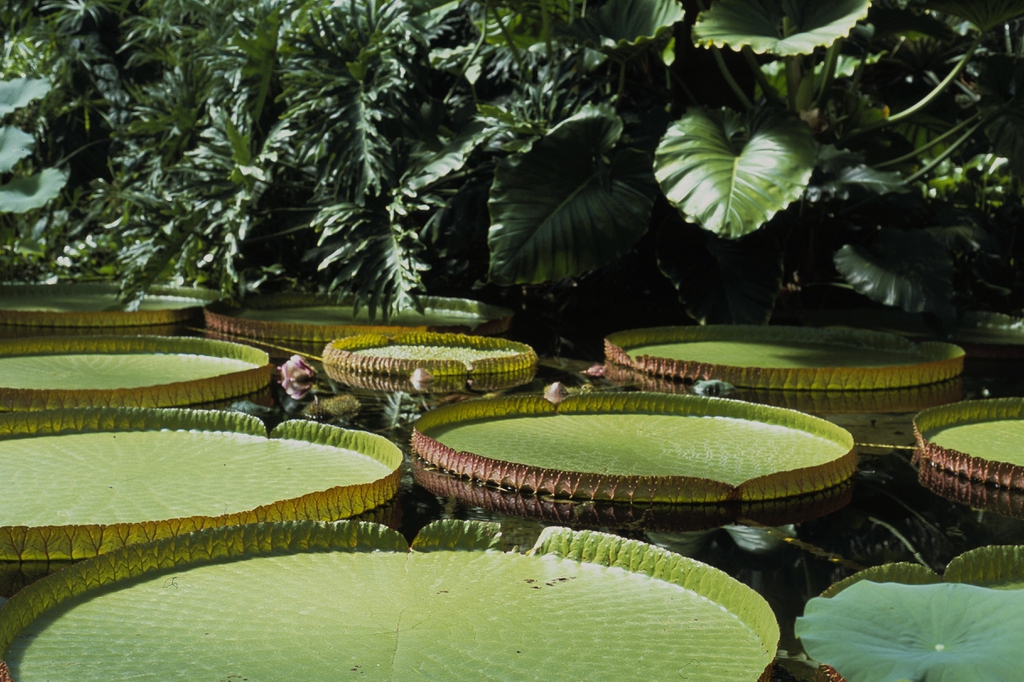 Victoria amazonica