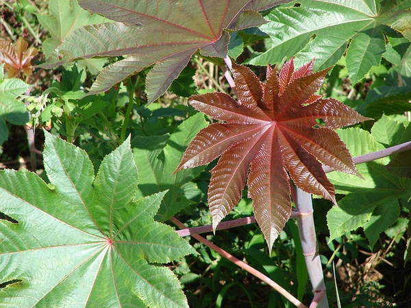 Ricinus communis