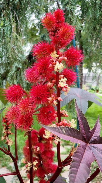 Ricinus communis