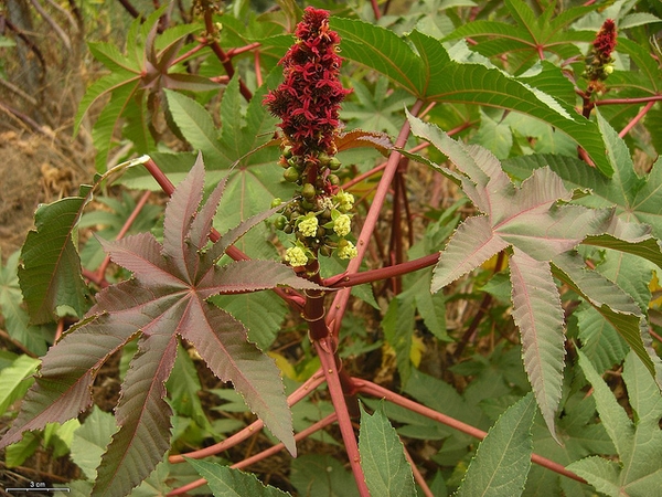 Ricinus communis