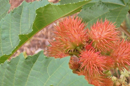 Ricinus communis