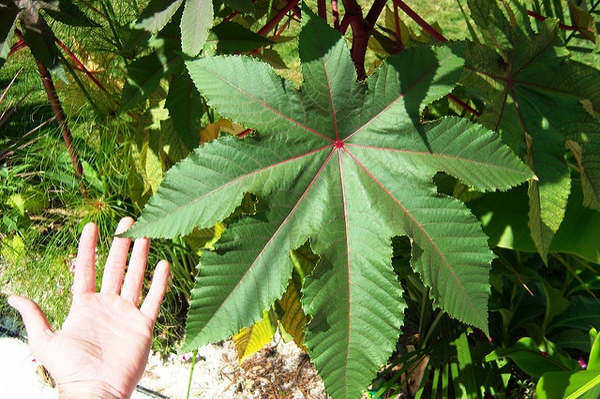 Ricinus communis