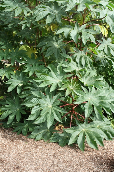 Ricinus communis