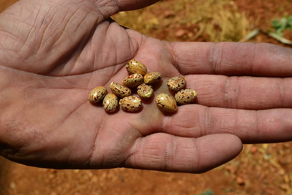 Ricinus communis