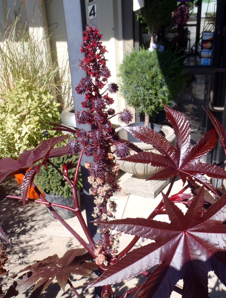 Ricinus communis