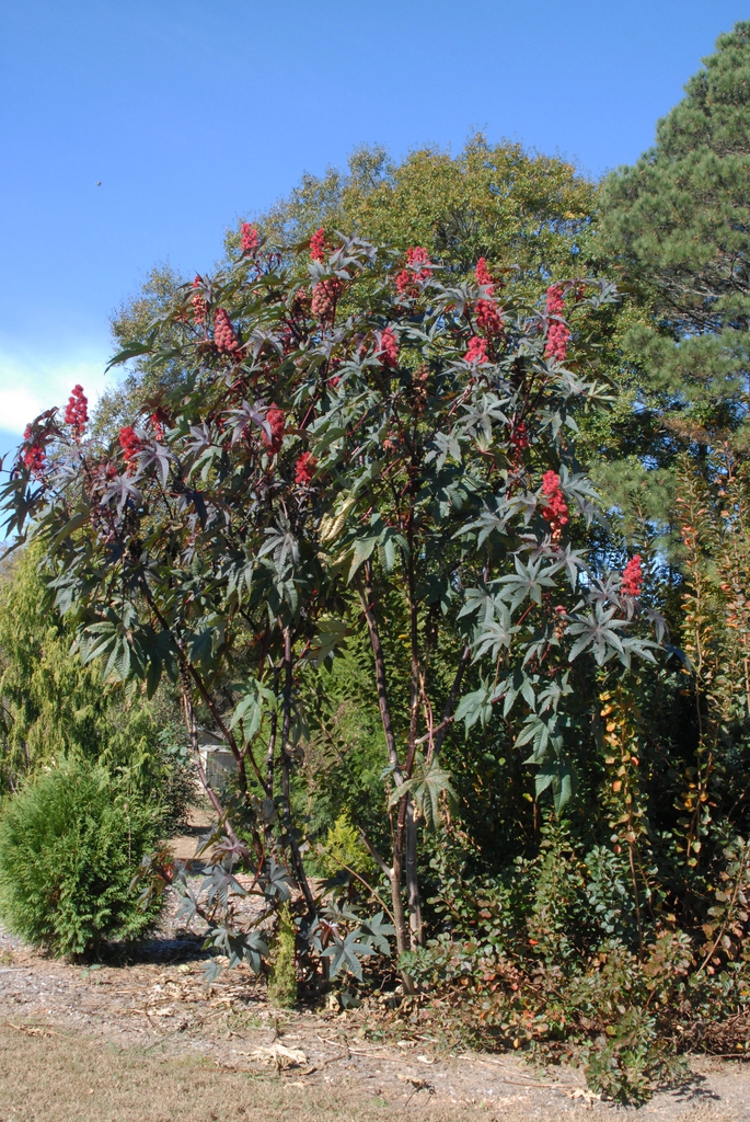 Ricinus communis