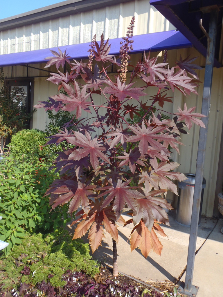 Ricinus communis