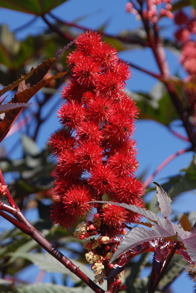Ricinus communis