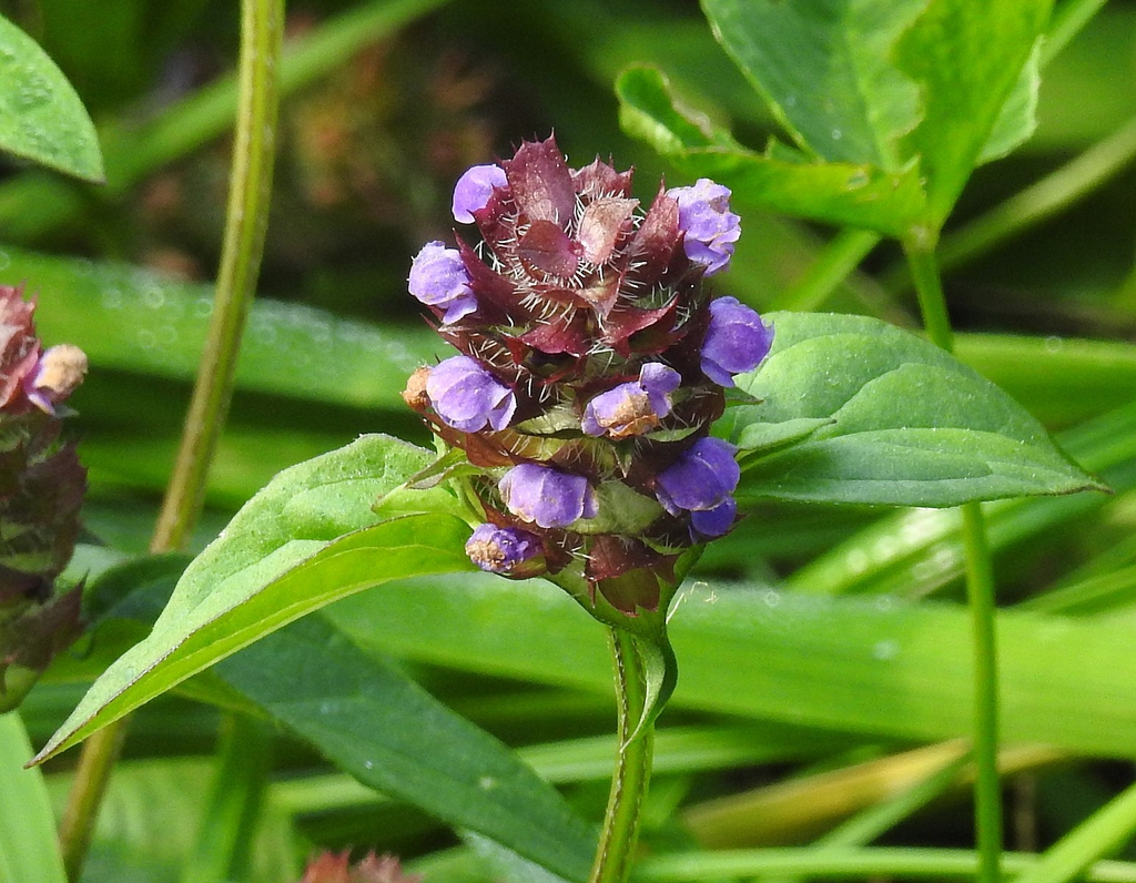 Prunella vulgaris