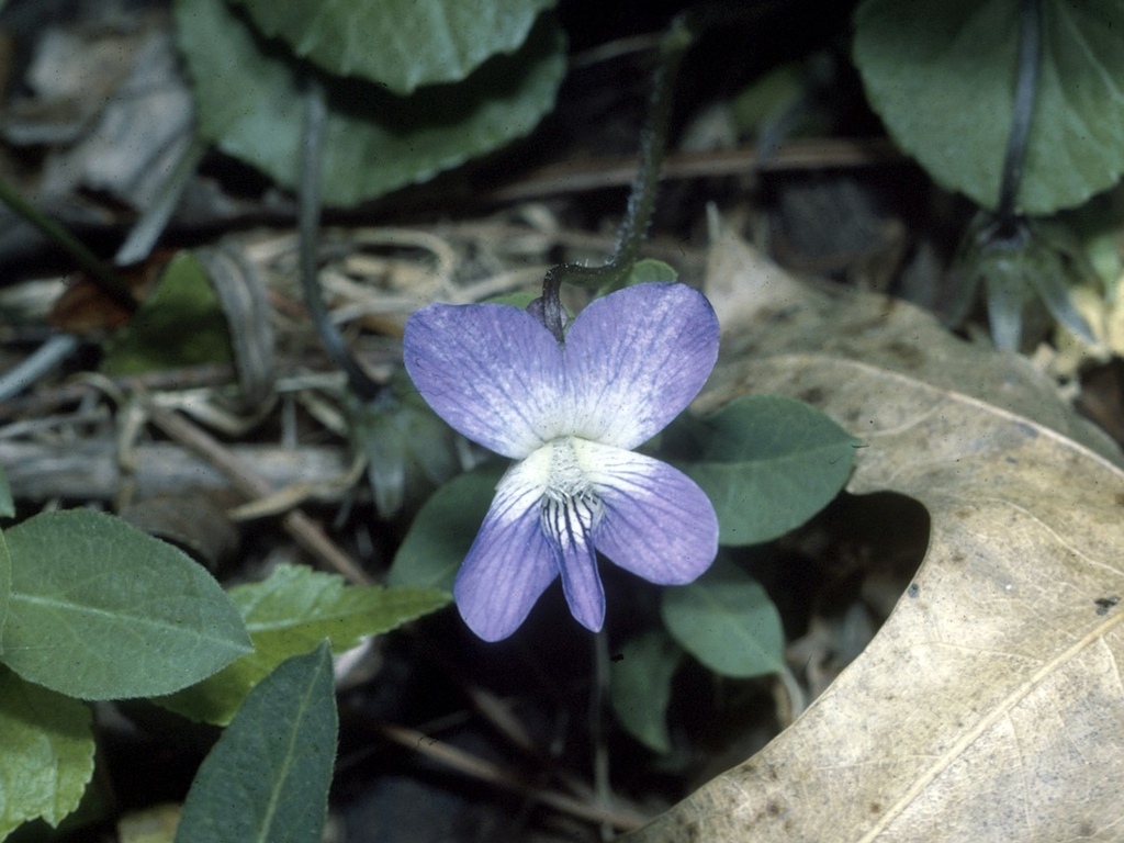 V. cucullata