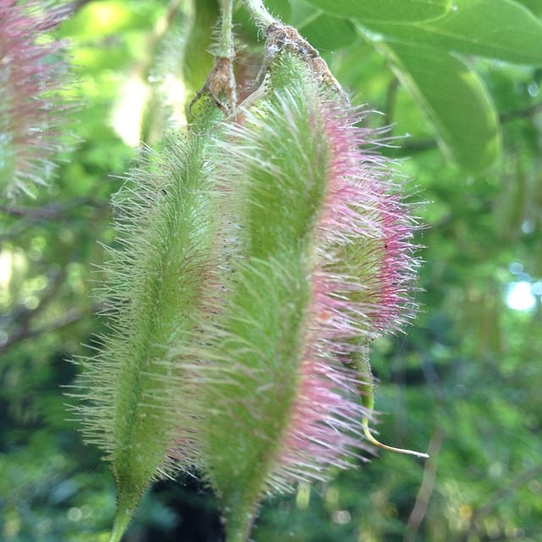 Fruits