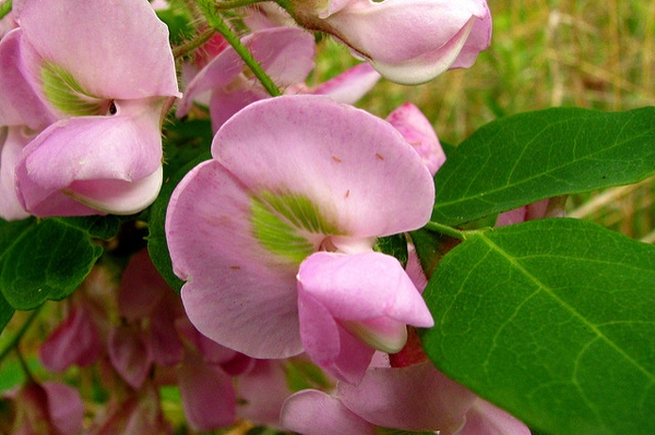Flower close-up