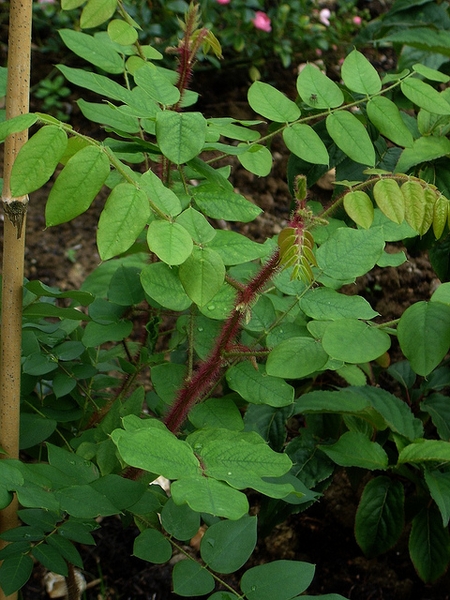 Compound leaves