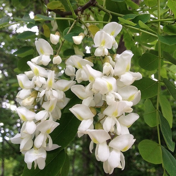 Robinia pseudoacacia