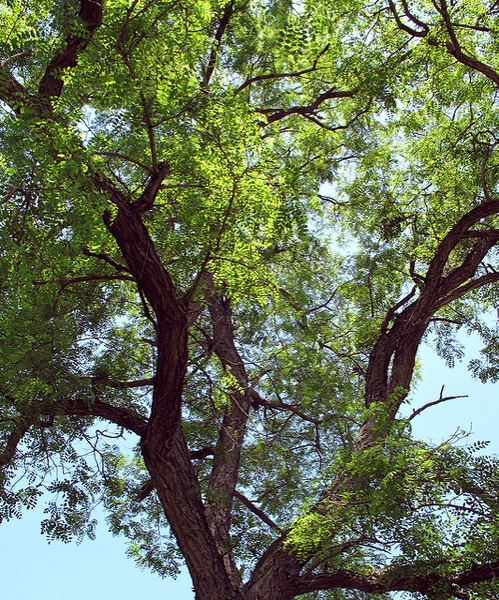 Mature form