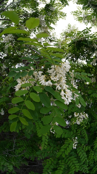 Raceme of flowers