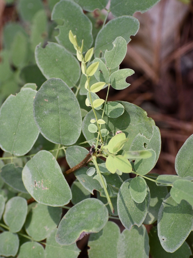 Leaves - July - Warren Co., NC