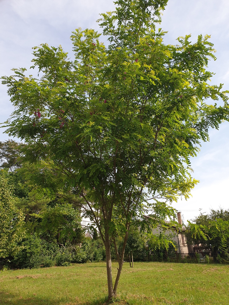 Form in June