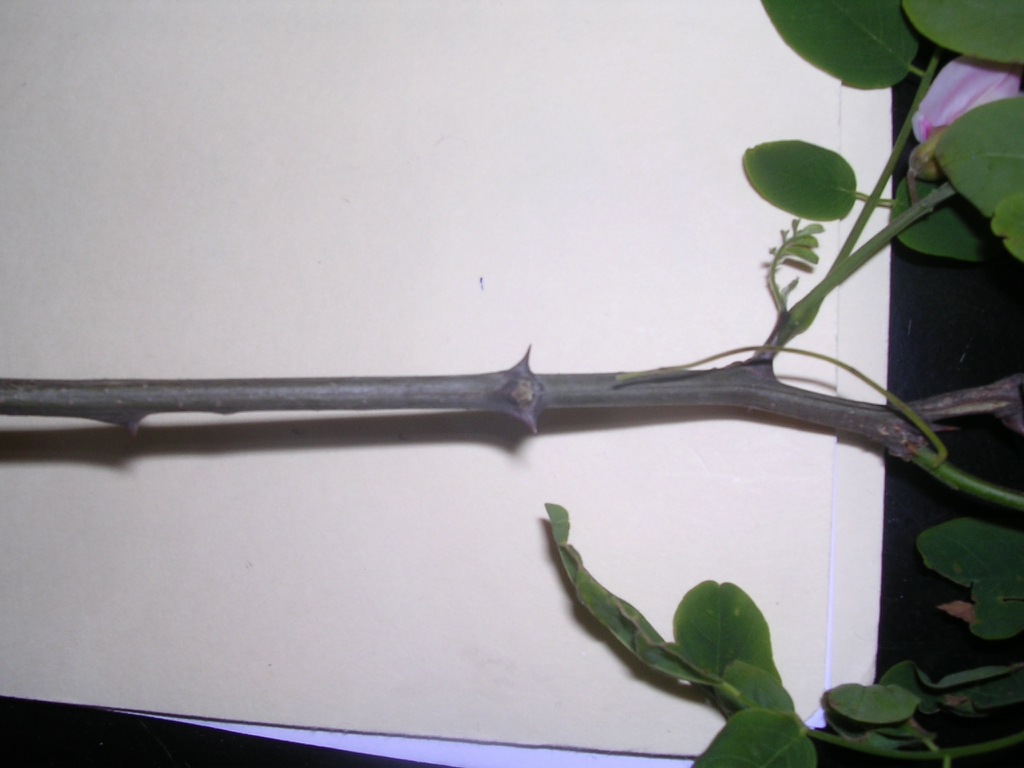 Spines