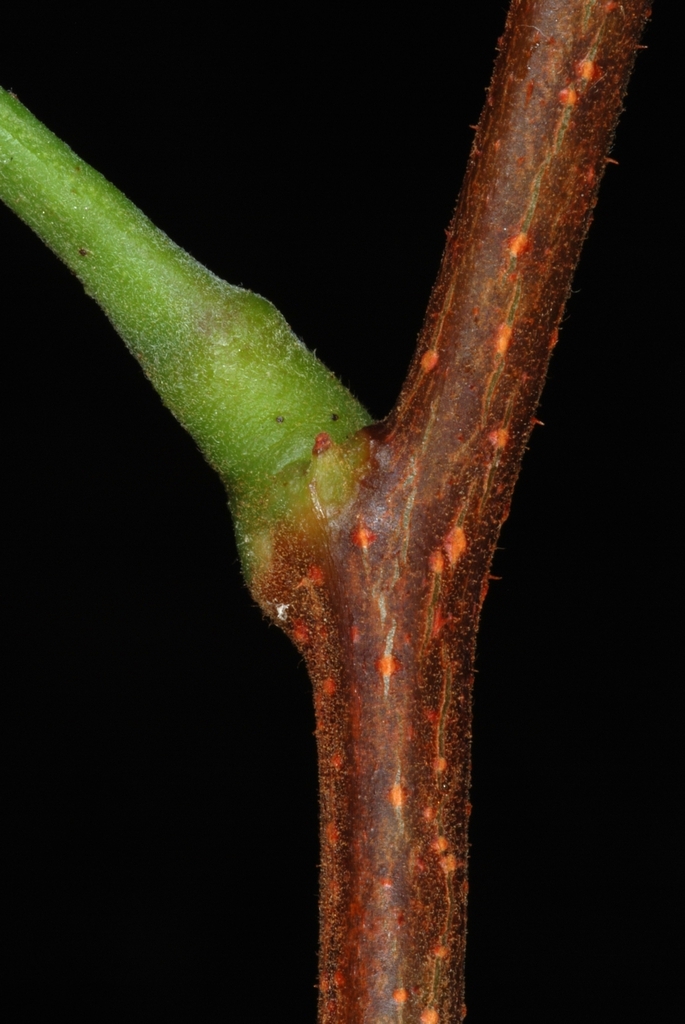 Robinia hispida