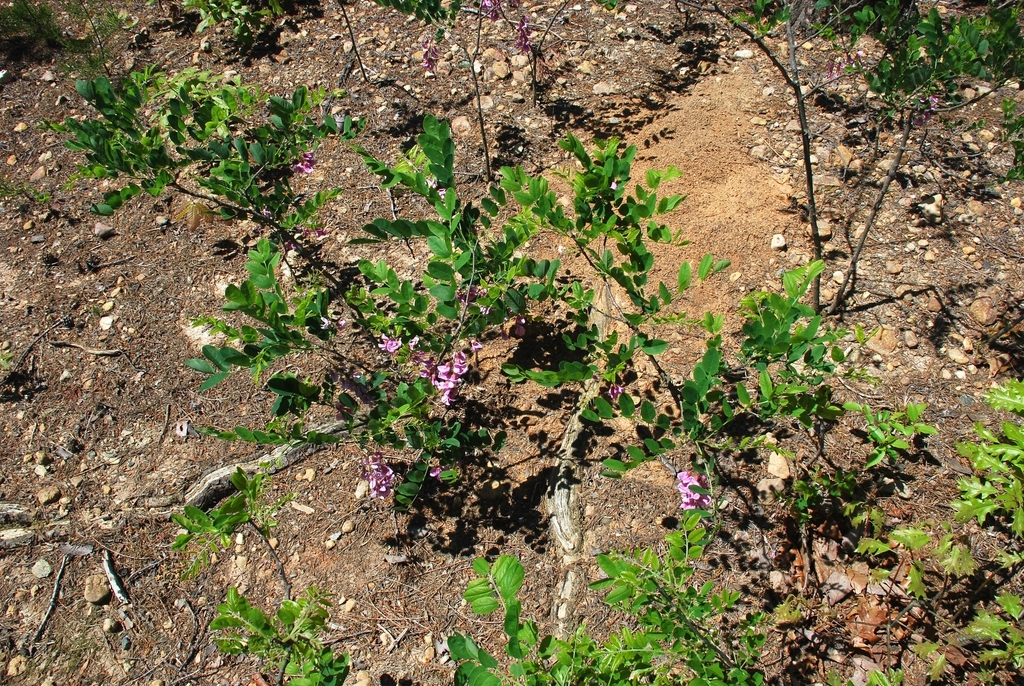 Robinia hispida