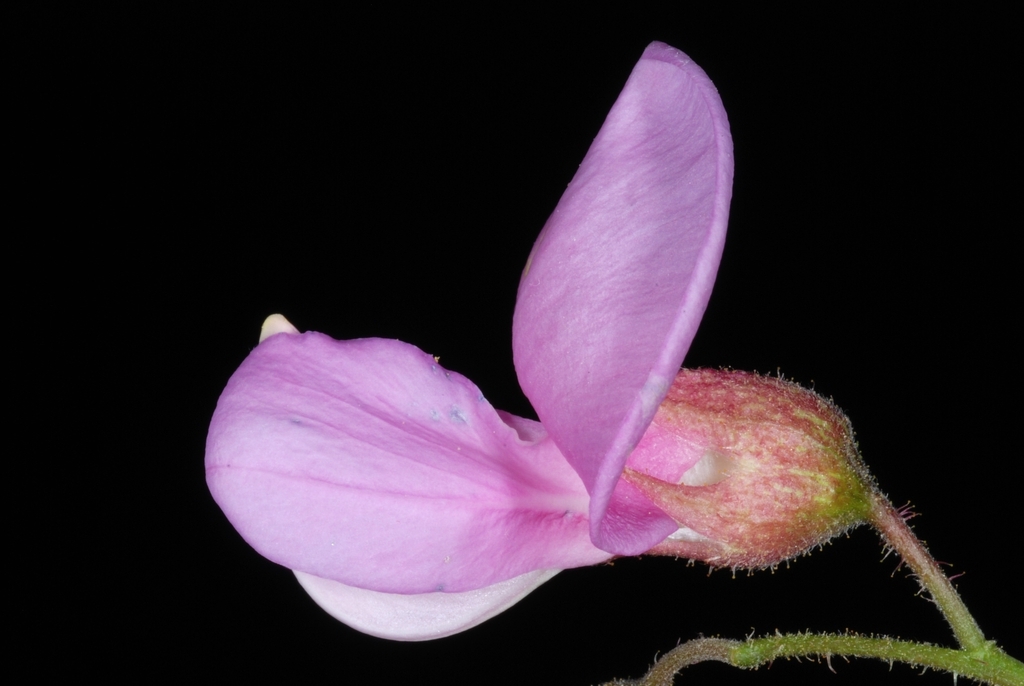 Robinia hispida