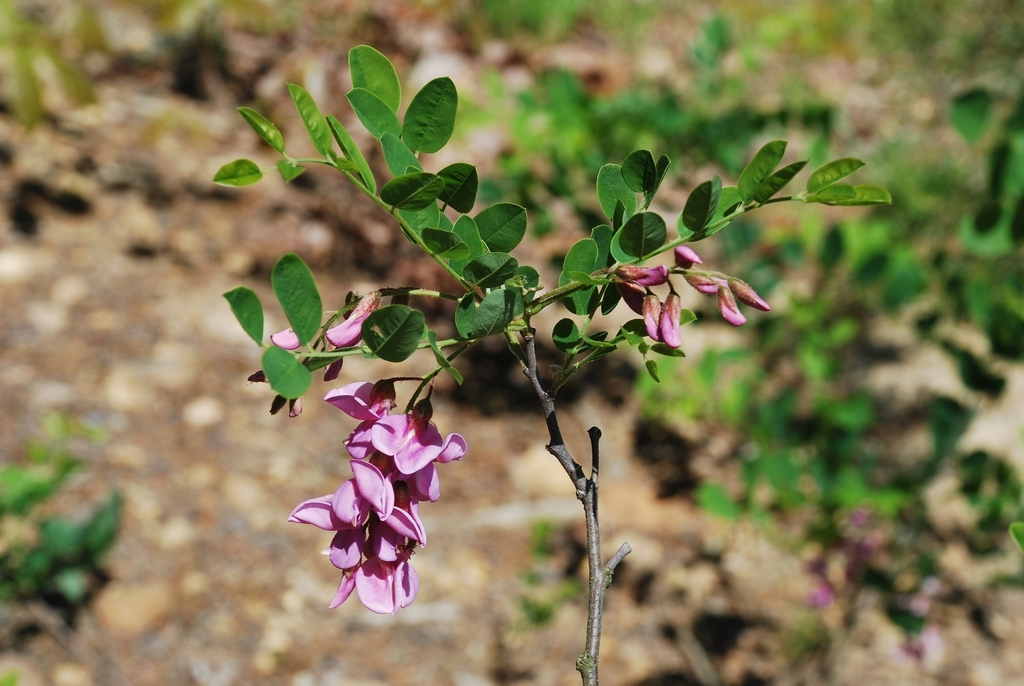 Robinia hispida
