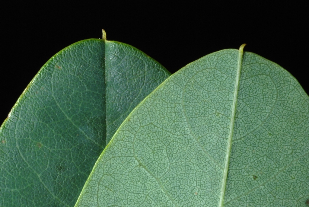 Robinia hispida