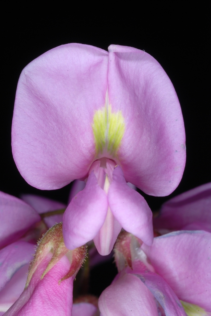 Robinia hispida