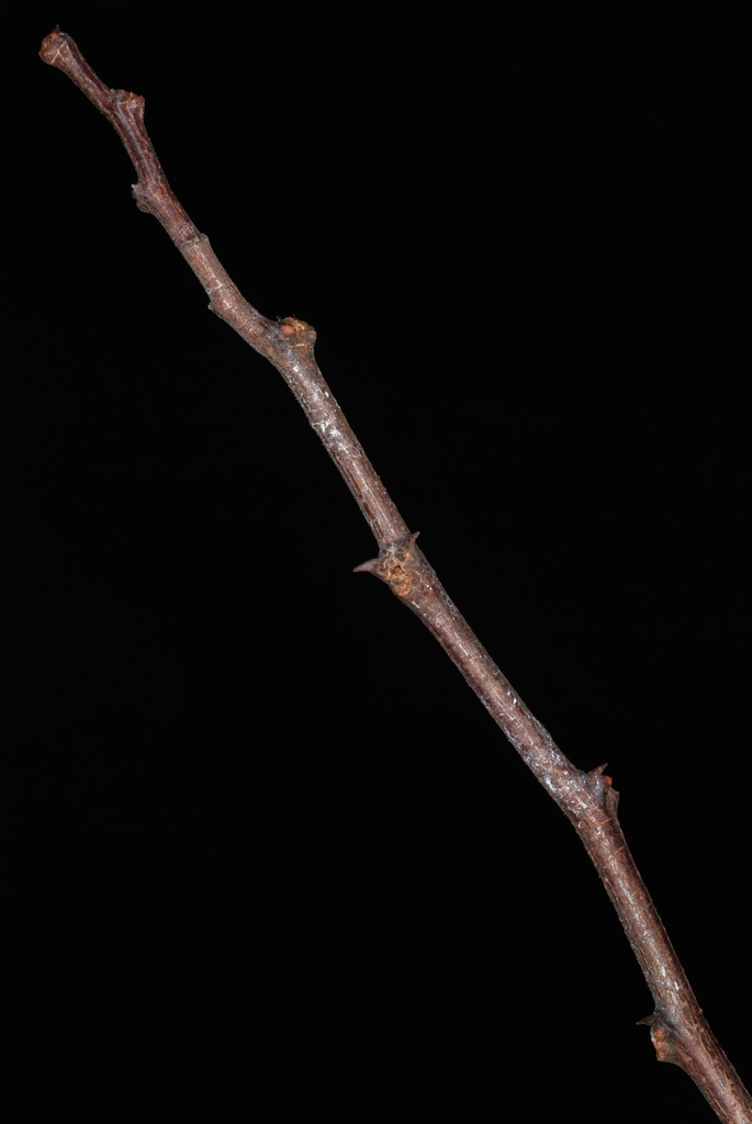 Robinia hispida