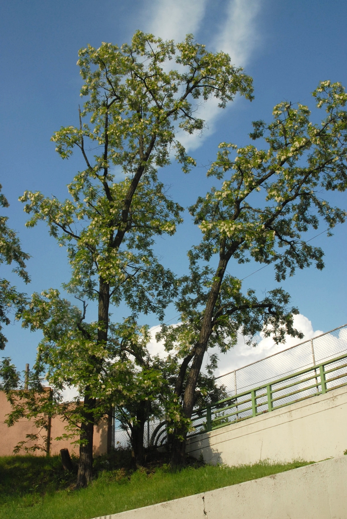 Form