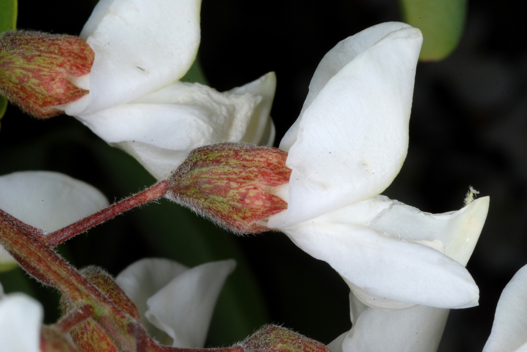 Side view of flowers (Guilford County, NC)-Mid spring