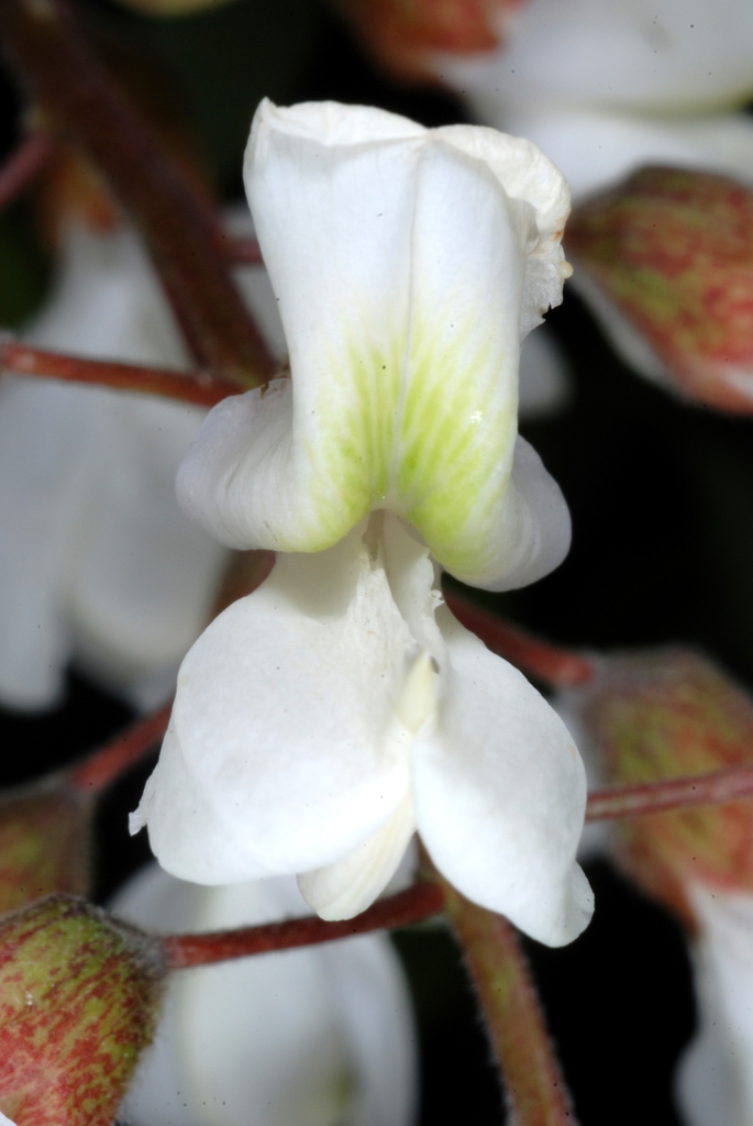 White flower close-up (Guilford County, NC)-Mid Spring