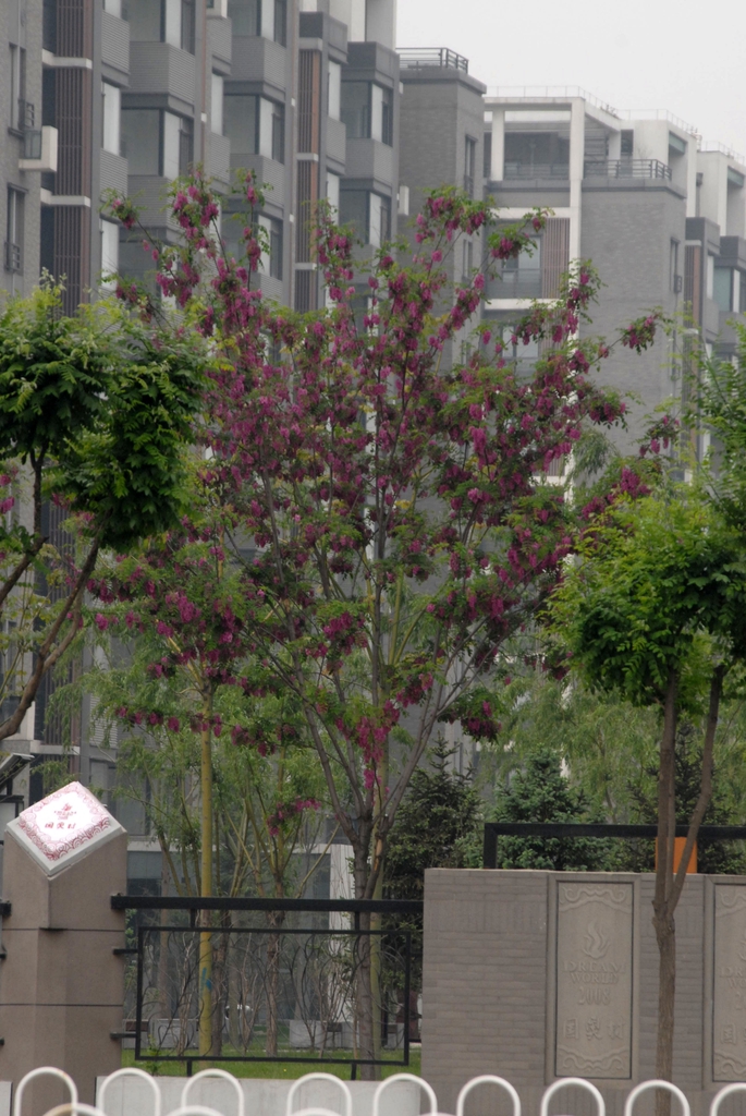 'Purple Robe' Full Form