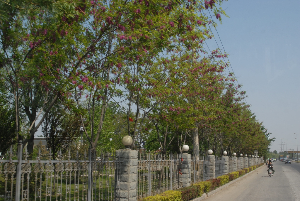 'Purple Robe' Tree Line