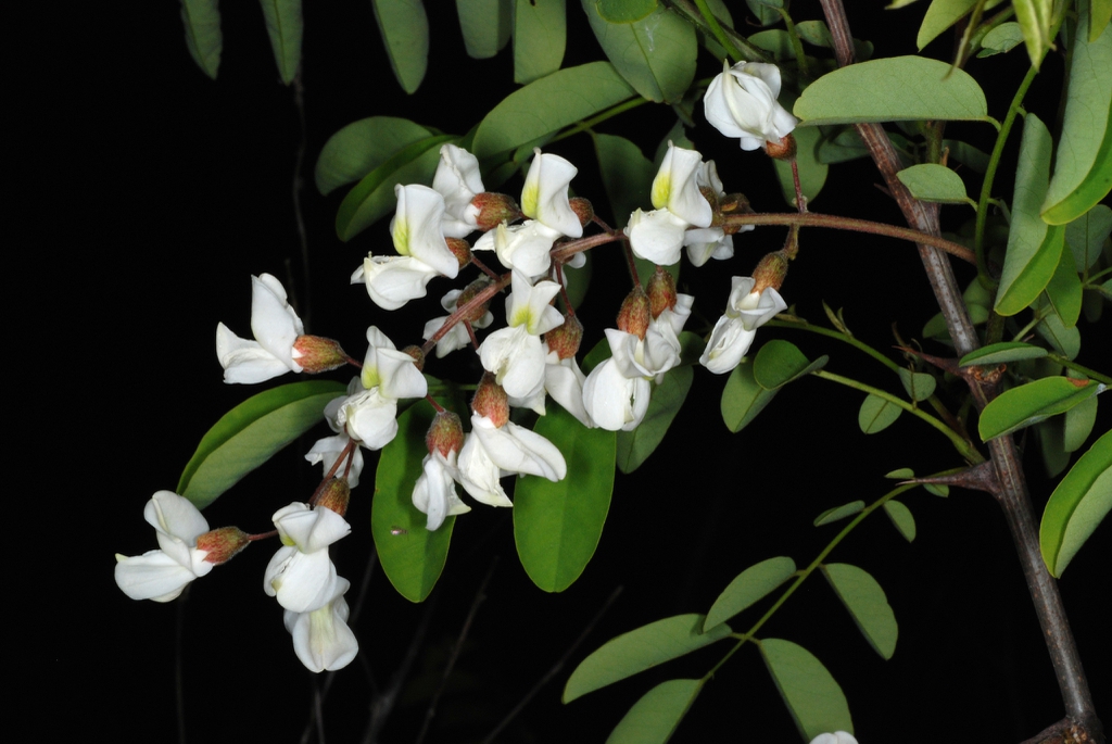 Raceme of flowers (Guilford County, NC)-Mid spring