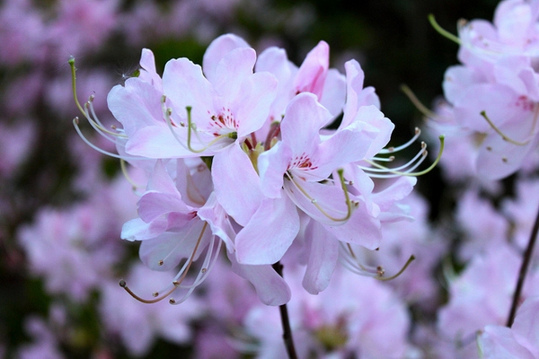 Rhododendron vaseyi