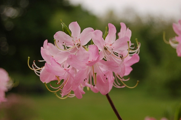 Rhododendron vaseyi
