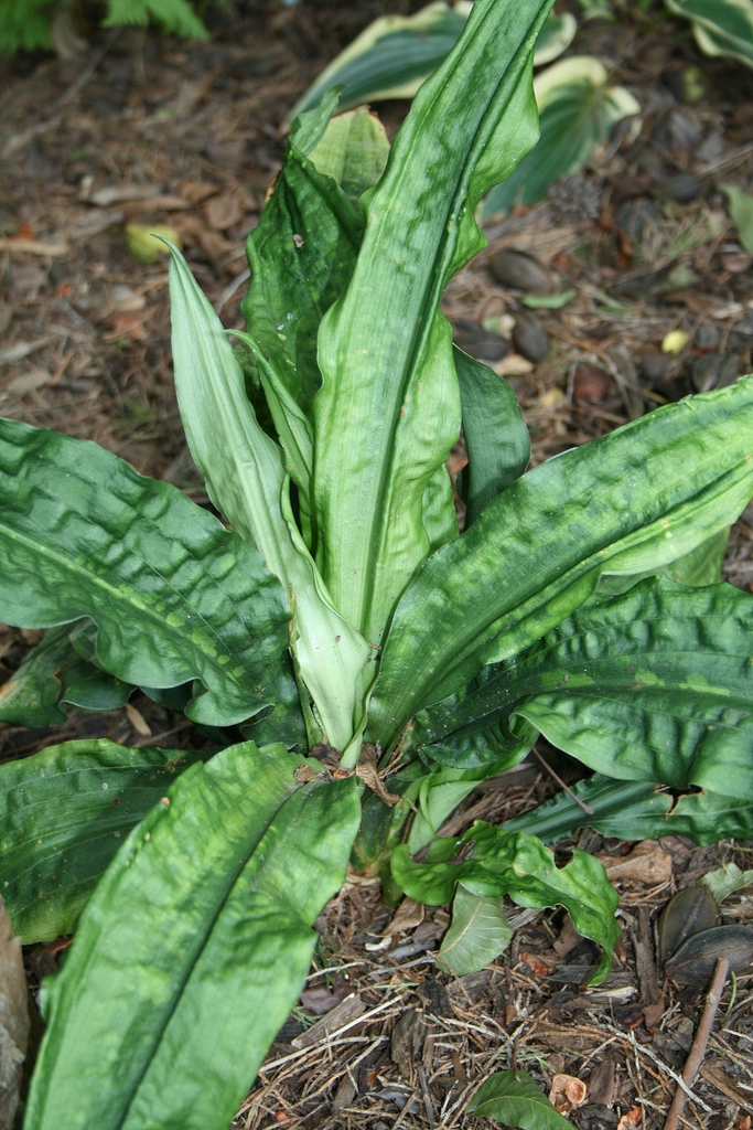 Form of R. delavayi