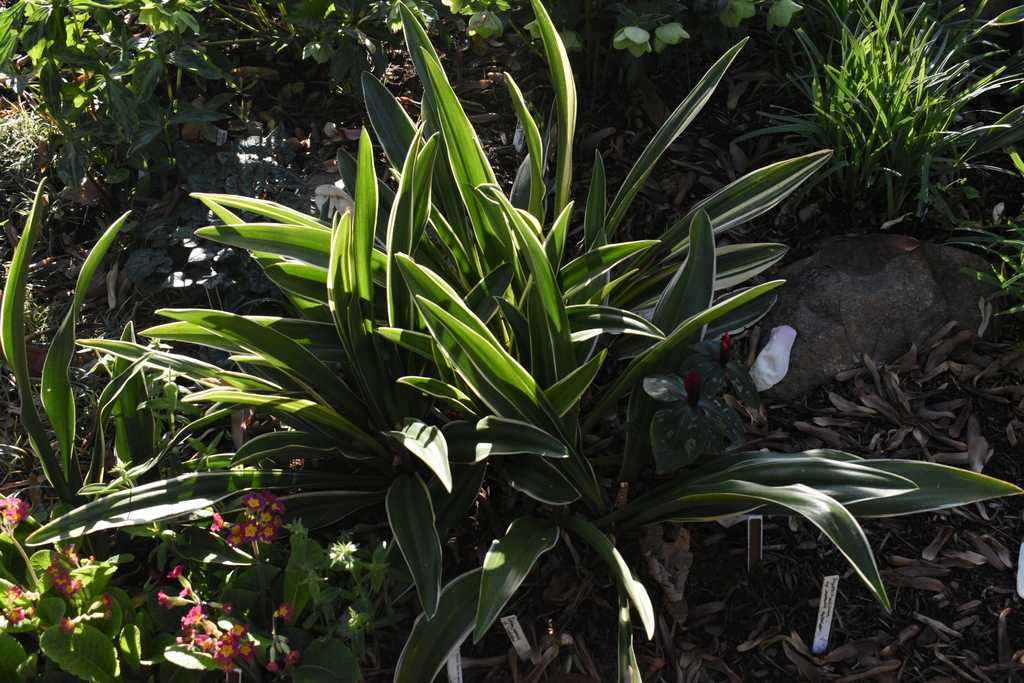 'Godaishu' Form - March 29 - Wake Co., NC