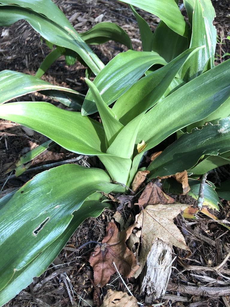 Rohdea Japonica