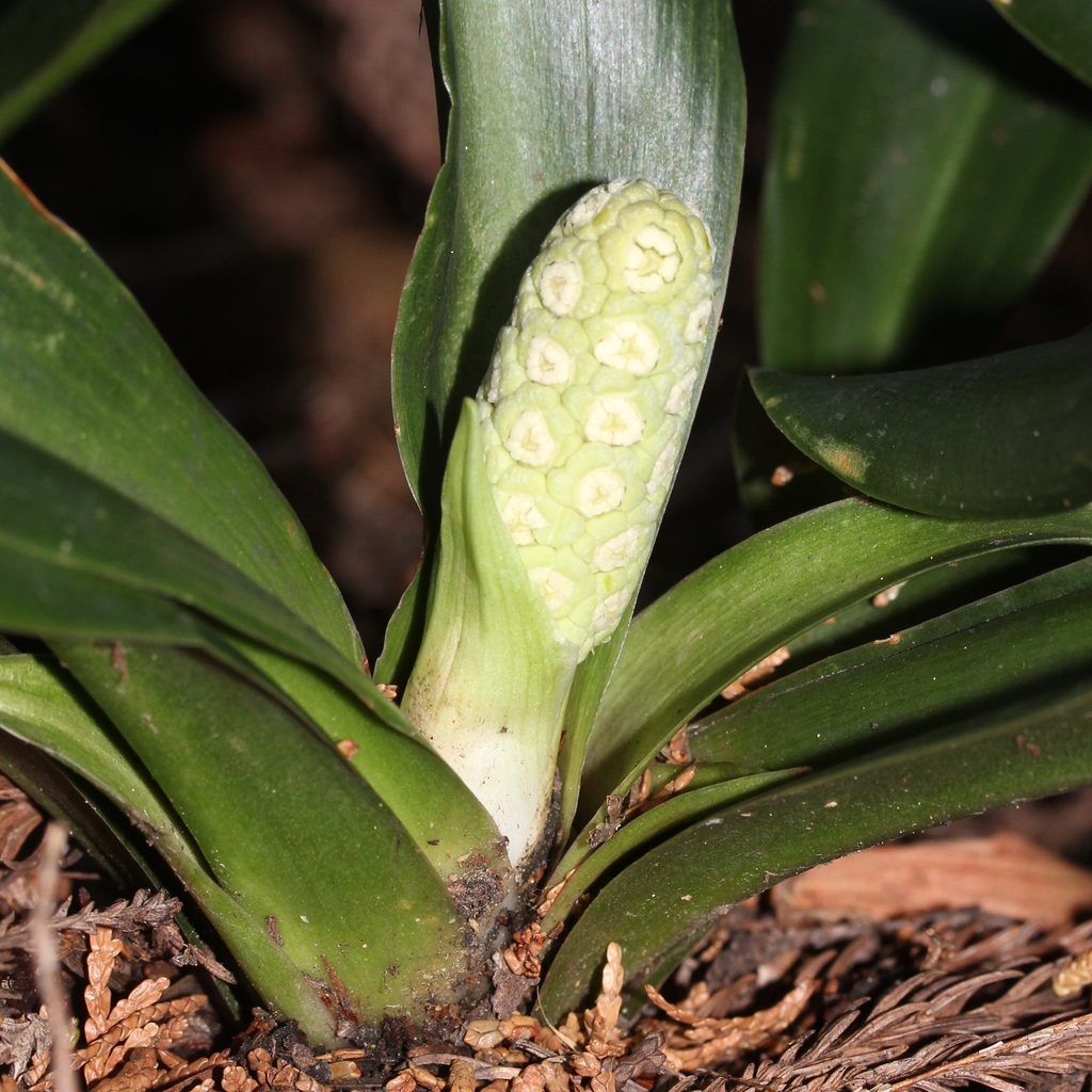 Flower of R. japonica