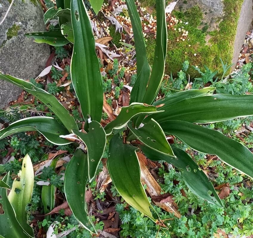 Form of R. japonica
