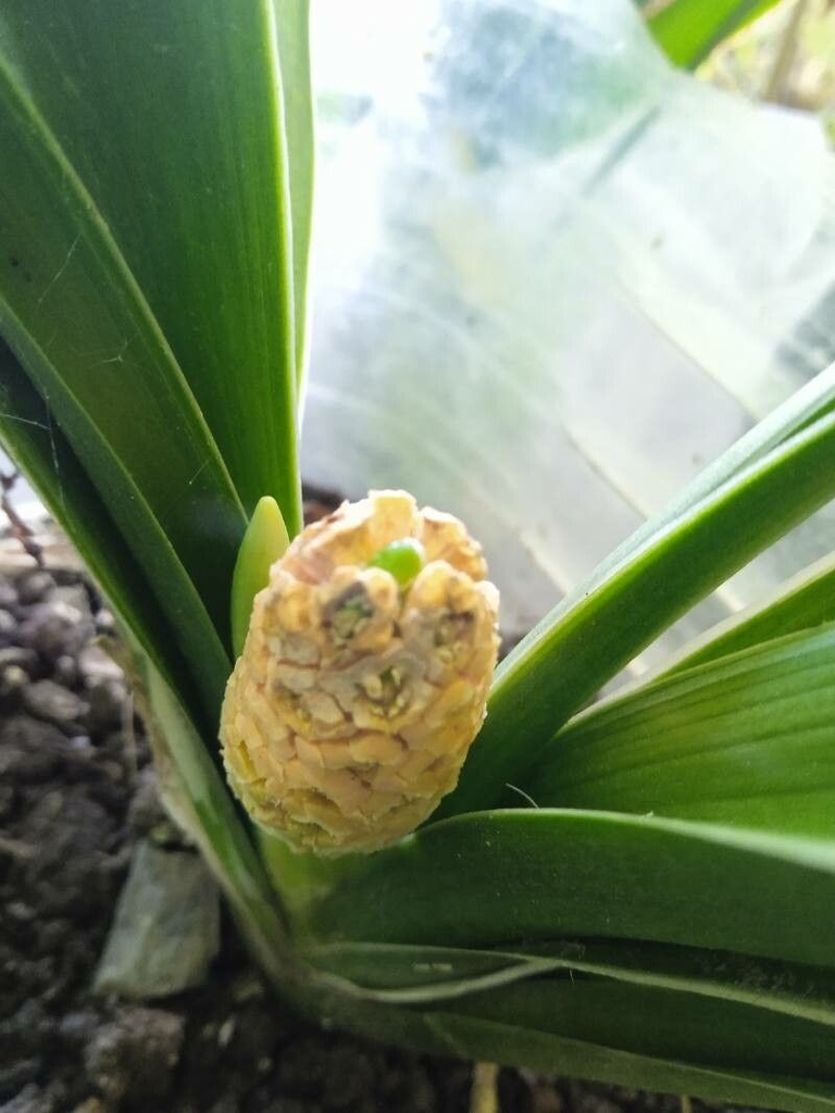 Flower of R. japonica